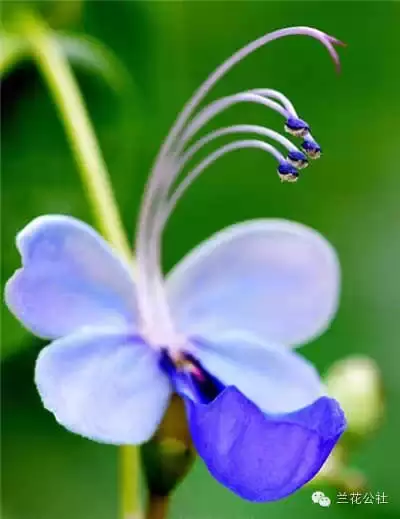 奇花异草，看完倾倒