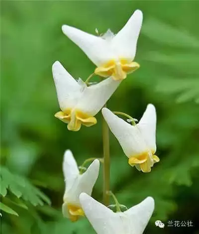 奇花异草，看完倾倒