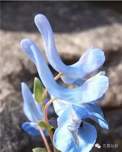 奇花异草，看完倾倒