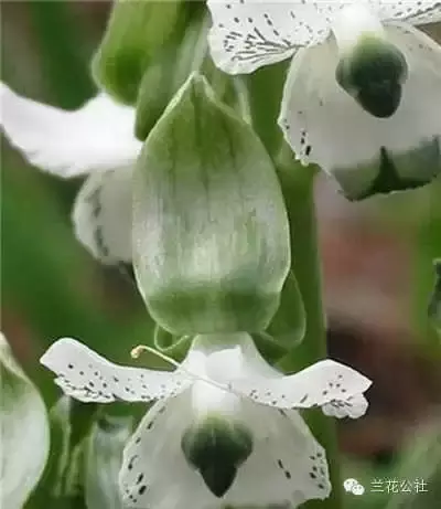 奇花异草，看完倾倒