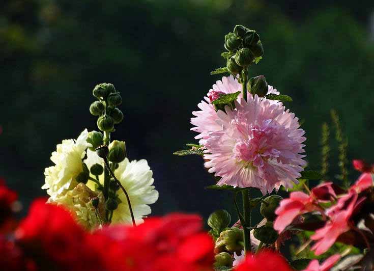 夏花蜀葵花