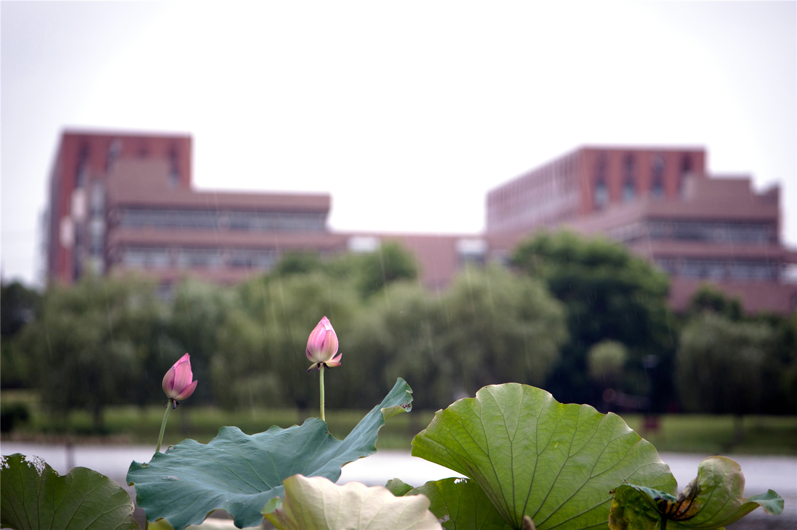新鲜出炉丨浙江大学竺可桢学院2017届毕业生去向统计！