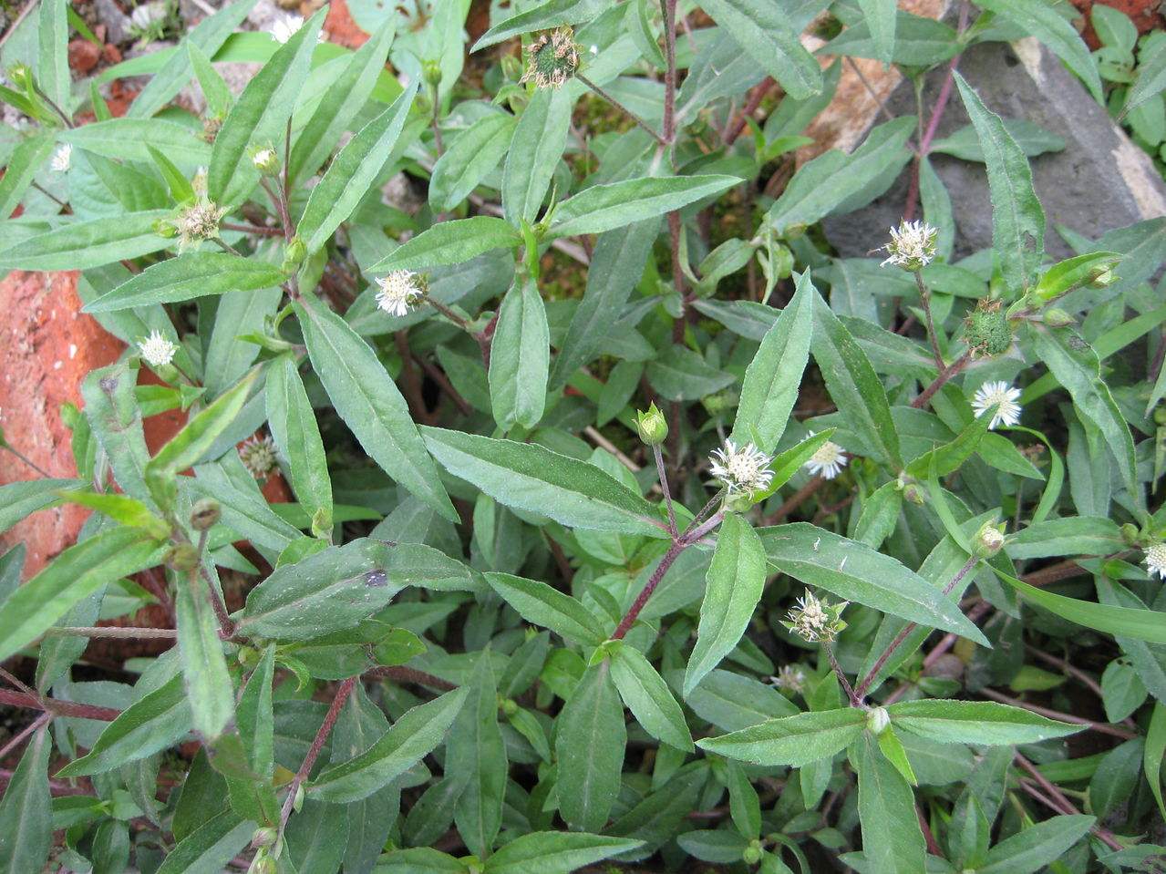 农村常见的一种草,旱莲草 但是很多人不知道它有哪些作用呢?