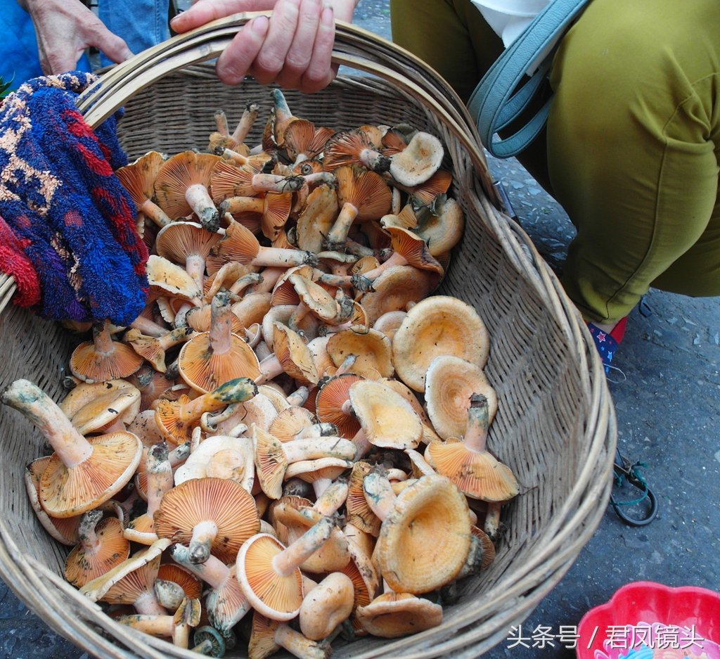 野生松菌食药两用是个宝 强身美颜抗瘤功效好 - 标件库