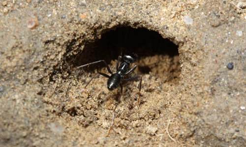 蚂蚁的分类和分工（蚂蚁的分类和分工视频）-第5张图片-巴山号