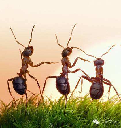 蚂蚁的分类和分工（蚂蚁的分类和分工视频）-第7张图片-巴山号