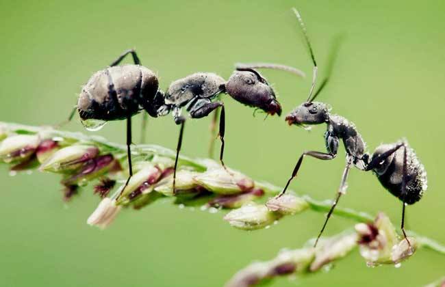 蚂蚁的分类和分工（蚂蚁的分类和分工视频）-第2张图片-巴山号