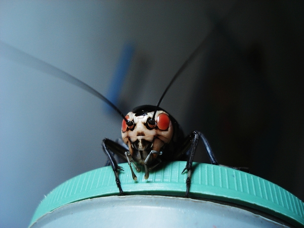 俗话说的油葫芦是什么油葫芦徐