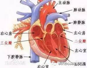 眼睛是心灵的窗户——通过眼睛的异常能看出心脏的问题