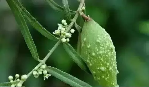 羊母奶草的功效和作用（羊母奶草的营养价值）