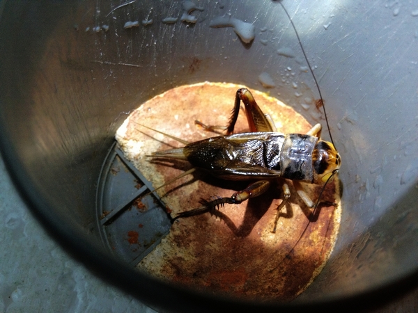 俗话说的油葫芦是什么油葫芦徐