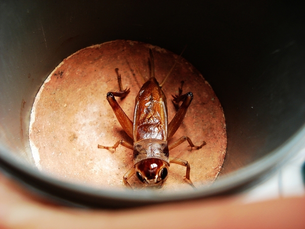 俗话说的油葫芦是什么油葫芦徐