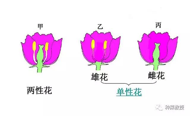 阳台种黄瓜需要人工授粉吗（阳台种黄瓜要掐尖）-第2张图片-科灵网