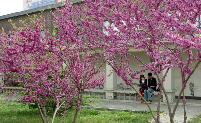 开学了，去青岛最美大学去逛一逛吧，个个堪比5A级景区