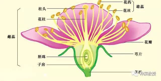 花的结构如下:授粉原理:授粉就是把雄花上的花粉(一般在花药里)撒到