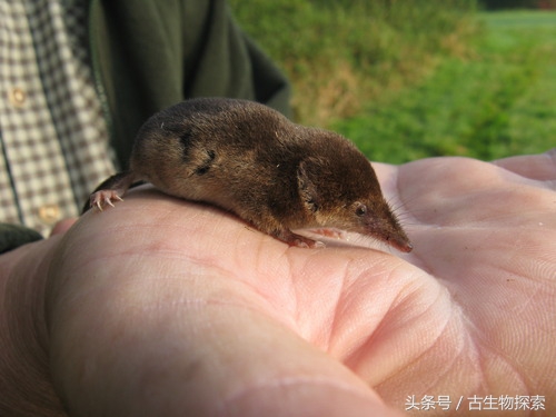 图注:《疯狂动物城》中的大先生,图片来自网络图注:鼩鼱是今天最小的