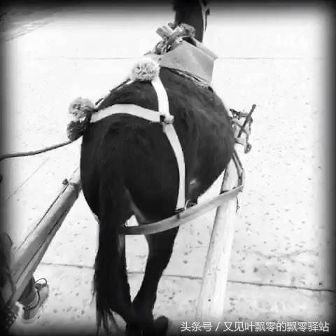 2017年高考江苏卷作文《车》，我也来尝试写一下