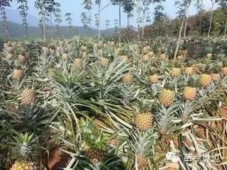 一直往南方开，来到云南屏边，看不完的风景，吃不完的美食！