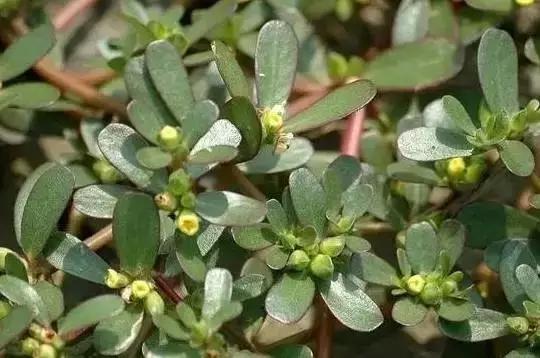 清明菜又名佛耳草,亦名鼠耳草,江苏苏南地区叫"寒食菜,福建称白芒草