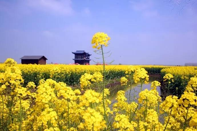 「诗词鉴赏」一段春光属菜花