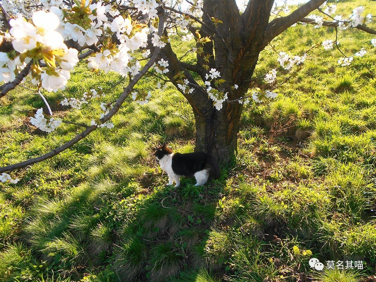 “猫不提供服务，猫只提供它本身”——关于猫的29句名人名言