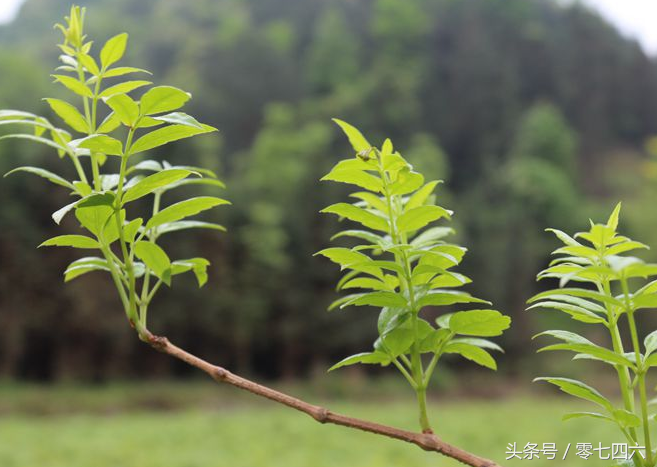 “霉茶”“莓茶”“藤茶”“黄酮之王”茶——“外如乞丐内如帝”