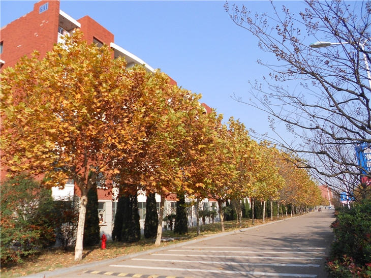 开学了，去青岛最美大学去逛一逛吧，个个堪比5A级景区