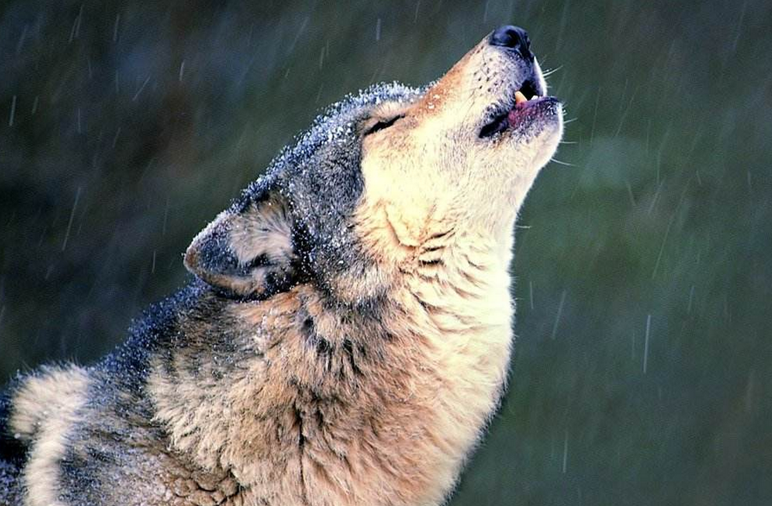 故事:猎人杀狼崽剥皮给孩子做狼皮袄,孩子却被母狼叼走变成狼孩