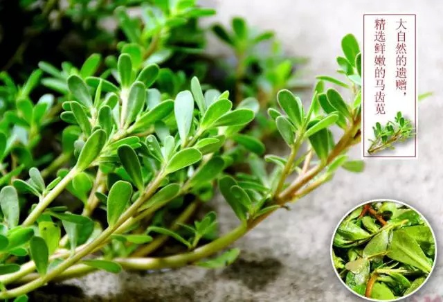 黎王草的功效与作用 黎王草有什么作用 - 风集网