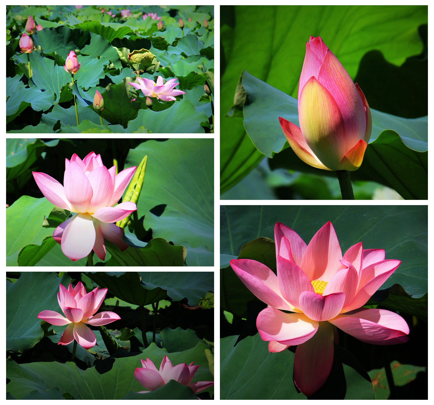 上海港湾学校2017校友会｜在珠海隆重举行