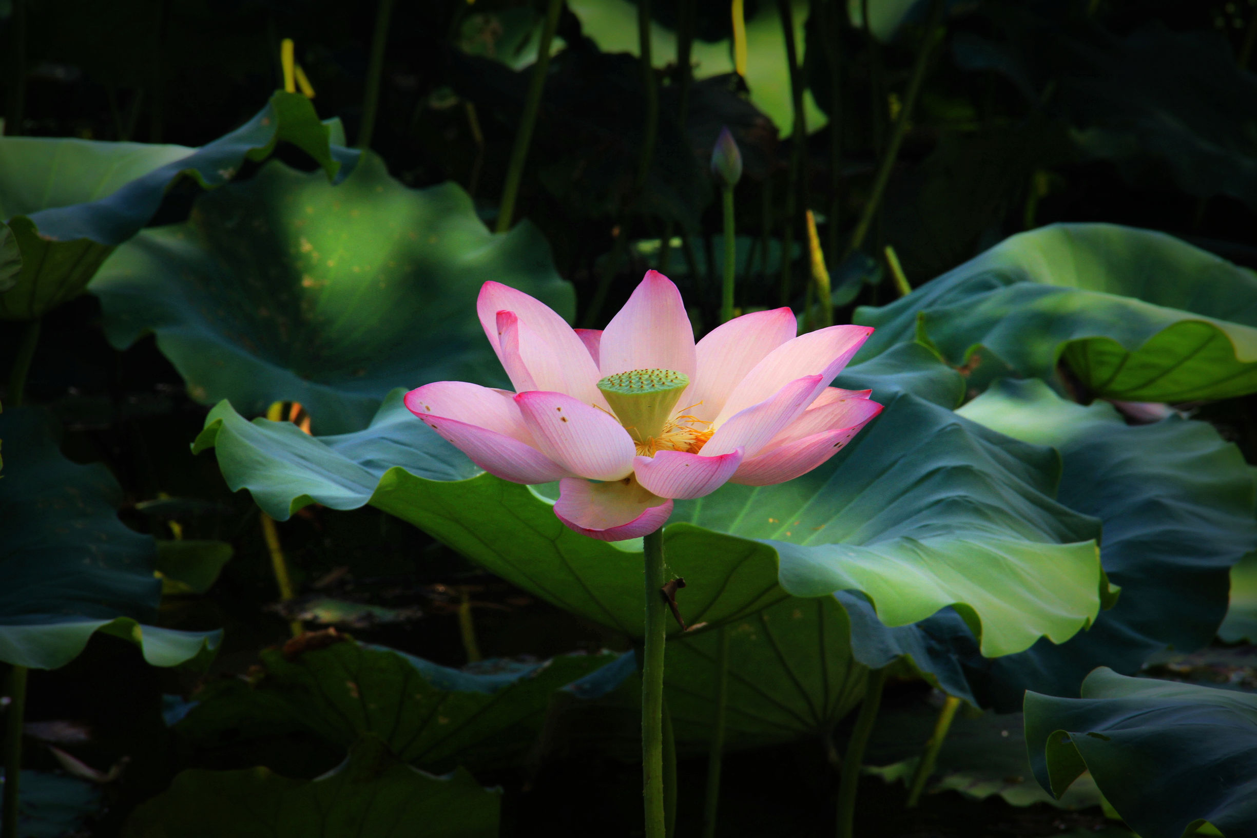 上海港湾学校2017校友会｜在珠海隆重举行
