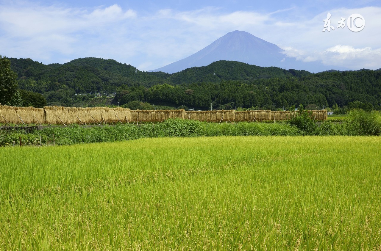 乡村田园风光，入古诗集（美文）