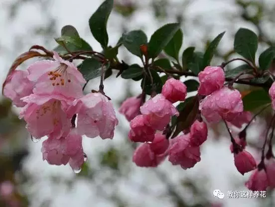 草本植物和木本植物有什么区别（15种漂亮又好养的植物）