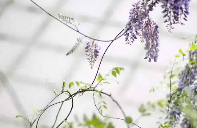 草本植物和木本植物有什么区别（15种漂亮又好养的植物）