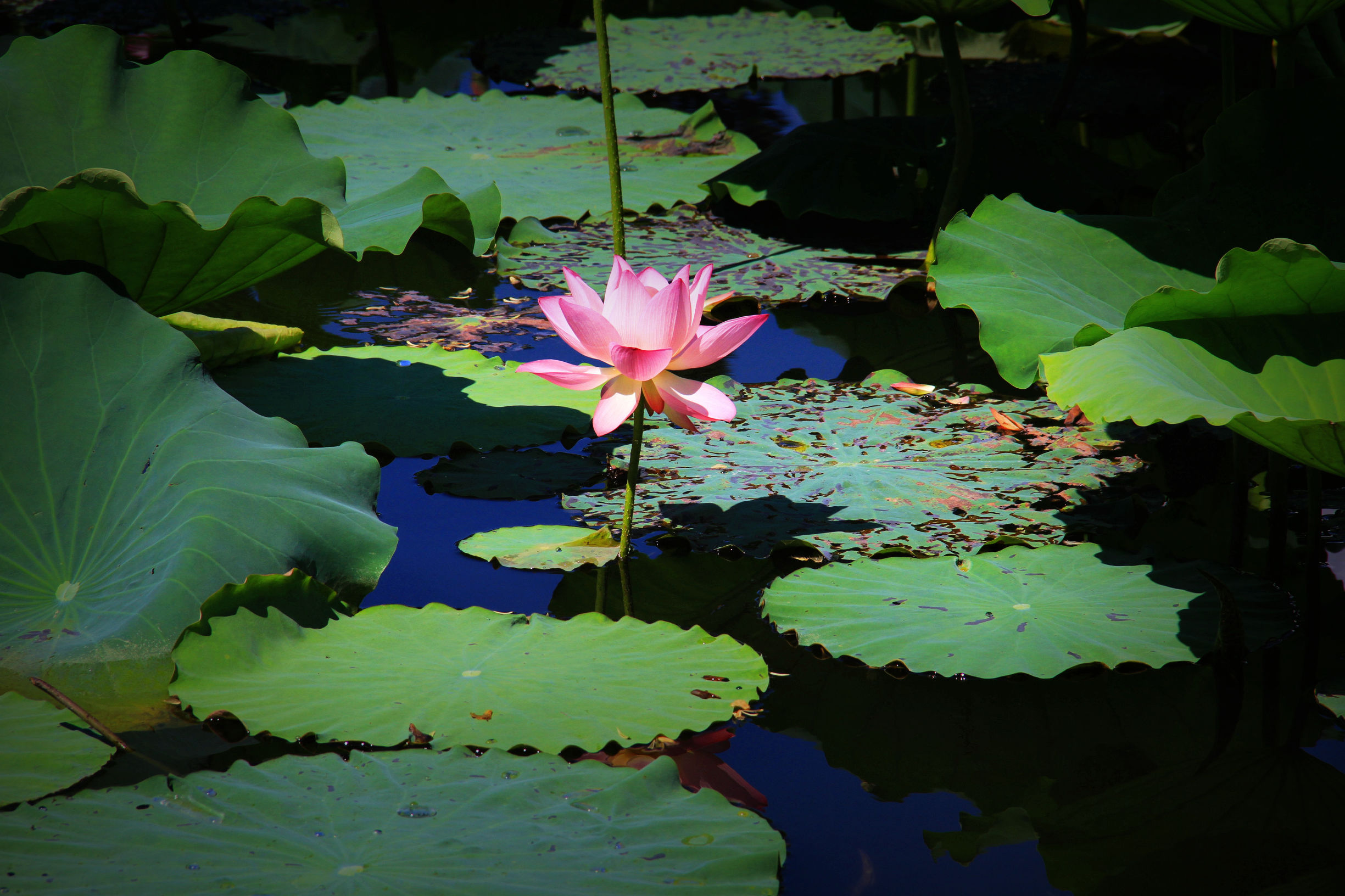 上海港湾学校2017校友会｜在珠海隆重举行