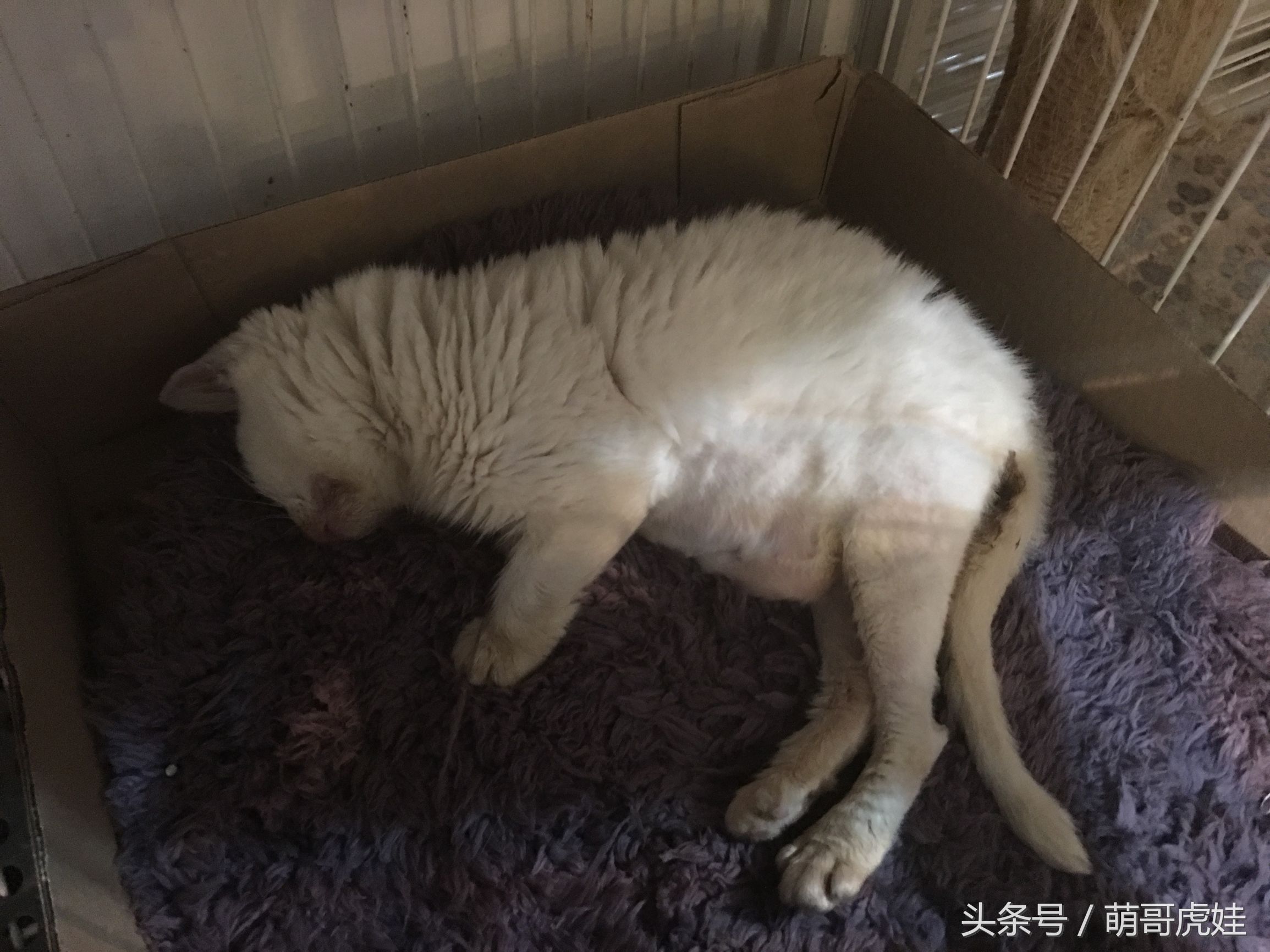 宠物医院贵得离谱，小猫便秘住院2天花了3000，活蹦乱跳的去医院回来之后像换了只猫