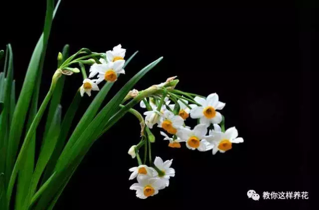 草本植物和木本植物有什么区别（15种漂亮又好养的植物）