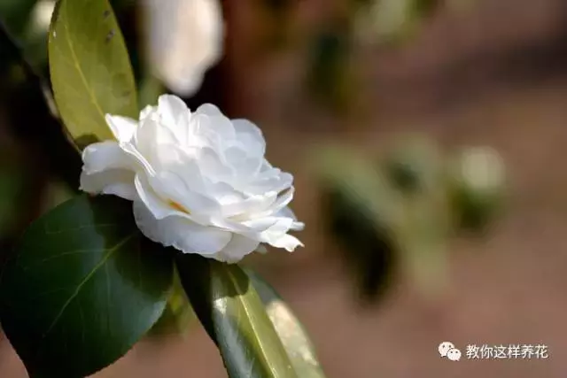 草本植物和木本植物有什么区别（15种漂亮又好养的植物）