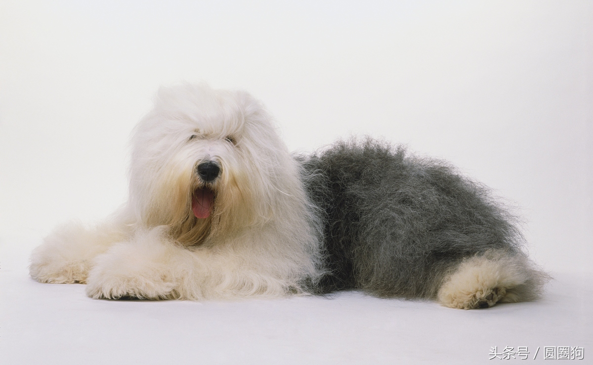 英国古牧犬英国古牧犬