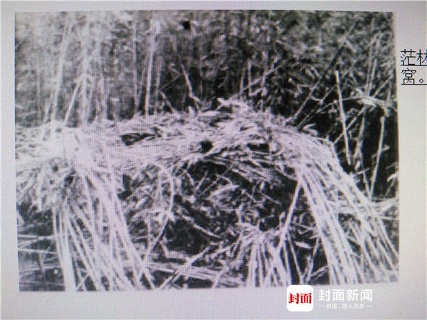 神农架野人之谜(起底神农架“野人之谜”③：专家称，检测结果证明有“野人”)