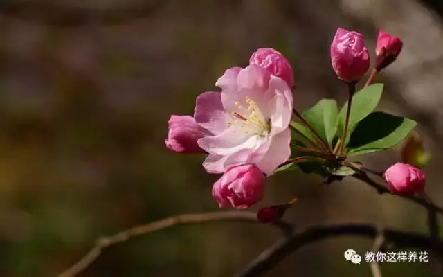 草本植物和木本植物有什么区别（15种漂亮又好养的植物）