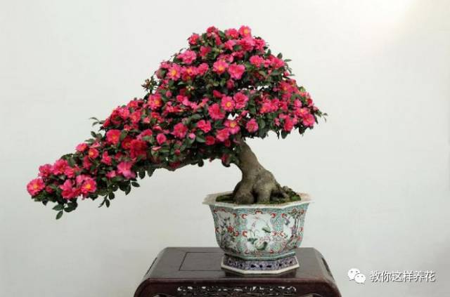 草本植物和木本植物有什么区别（15种漂亮又好养的植物）