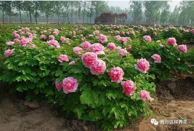 草本植物和木本植物有什么区别（15种漂亮又好养的植物）