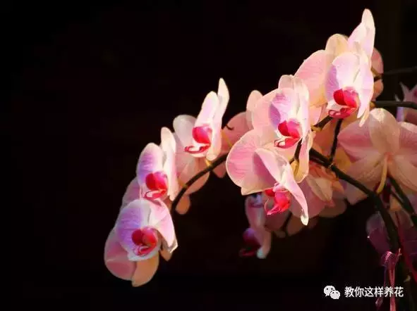 草本植物和木本植物有什么区别（15种漂亮又好养的植物）