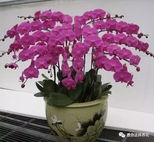 草本植物和木本植物有什么区别（15种漂亮又好养的植物）