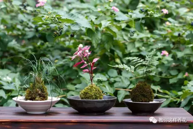 草本植物和木本植物有什么区别（15种漂亮又好养的植物）