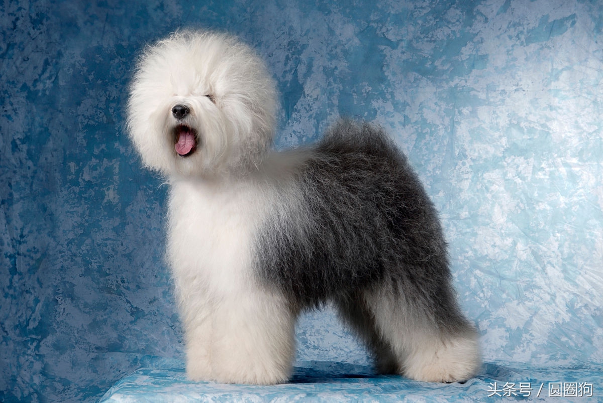 英国古牧犬英国古牧犬