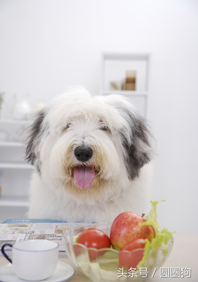 英國古牧犬英國古牧犬