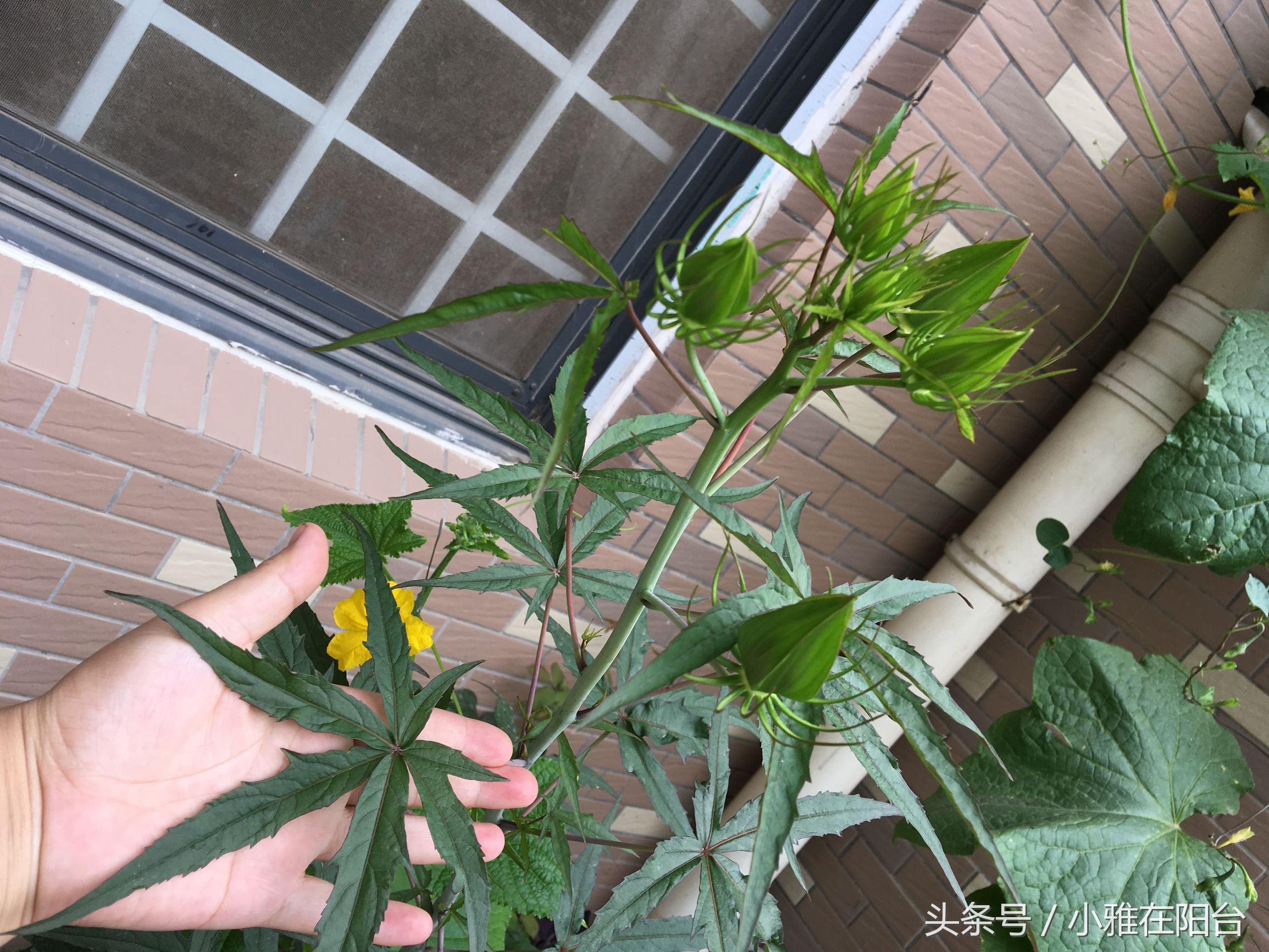 箭叶秋葵是人参吗(箭叶秋葵的根像人参) - 风集网