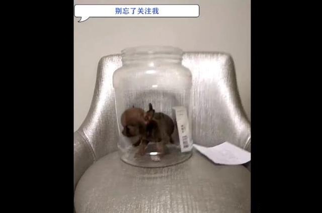 超小的茶杯犬，养在酒瓶里，网友称要拿来泡酒！